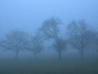 Obstbäume im dichten Nebel